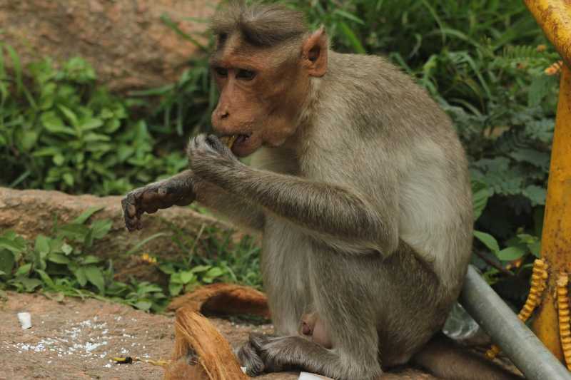 My Tryst With The Monkey Clan