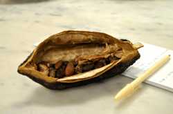 My chocolatey experience in Le Cordon Bleu, San Francisco.