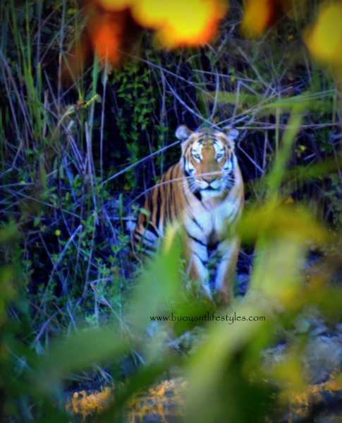 My Excitement On Spotting A Tiger At The Kaziranga National Park, Assam, INDIA - Buoyant Lifestyles