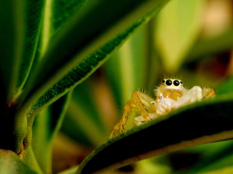 My First Arachnid - A Tiny Aragog! 