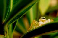 My first Arachnid - A tiny Aragog! 