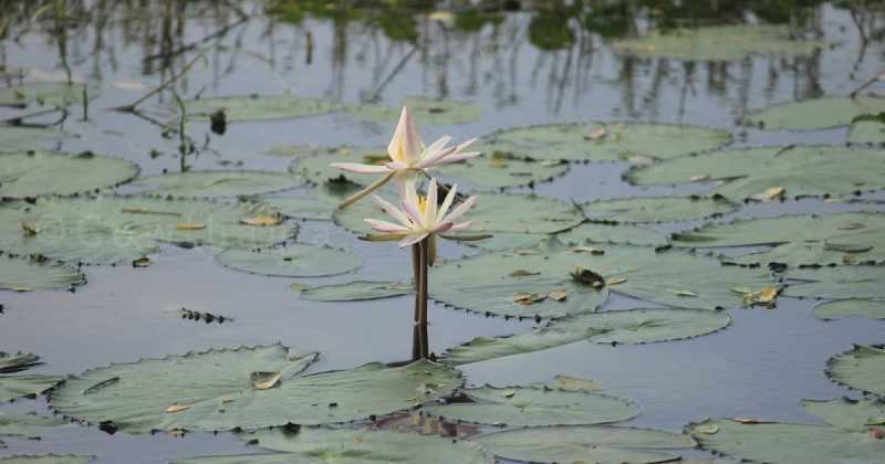 My Flowers Dont Stop On Flowers - 10