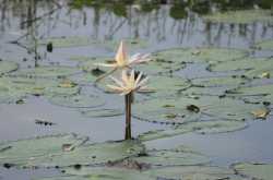 my flowers dont stop on flowers - 10