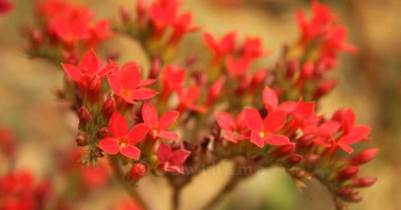 My Lens Dont Stop On Flowers - 9