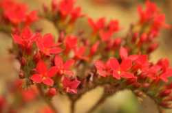 My lens dont stop on flowers - 9