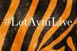 My name was Avni and I was not a Man-Eater