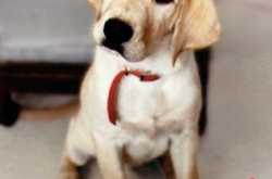 My take-Marley and Me: Life and love with the world’s worst dog