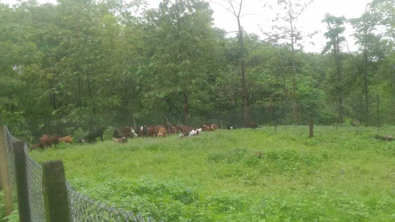 Nadgaon: Unexplored Nature’s Abode Near Mumbai