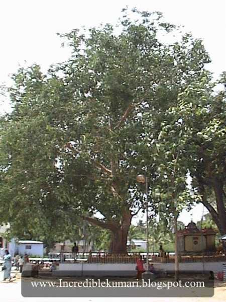 Nagaraja Temple, Nagercoil - 4