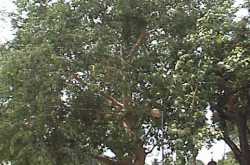 Nagaraja Temple, Nagercoil - 4