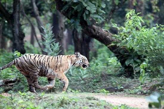 Nagarhole Park