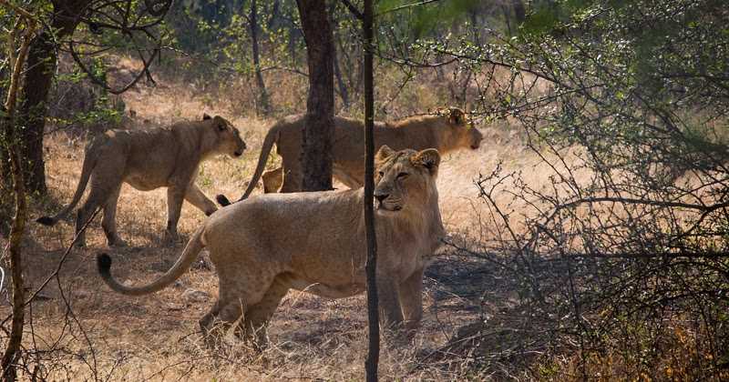 Nahargarh Biological Park & Lion Safari.
