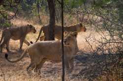 Nahargarh Biological Park & Lion Safari.