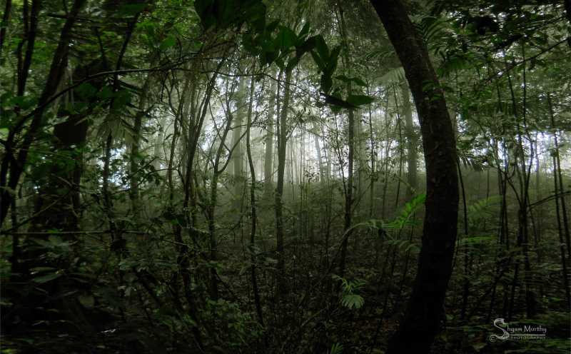 Narasimha Parvatha - Trekker