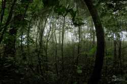 Narasimha Parvatha - trekker\