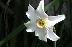 Nargisi Paneer Kofta