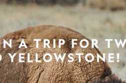 National Geographic Yellowstone Live Sweepstakes Contest 2019