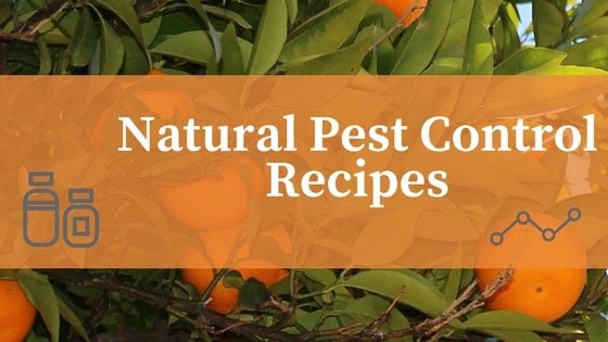 Natural Pest Control Recipes Gardeners Should Know About - ALL ABOUT GARDENING A-Z