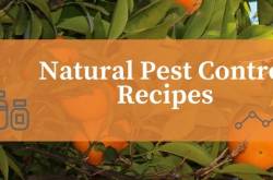 Natural Pest Control Recipes Gardeners Should Know About - ALL ABOUT GARDENING A-Z