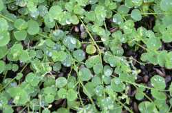 Natural Sinusitis cure