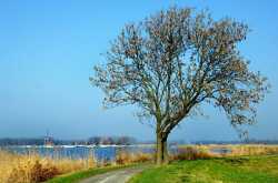 Nature Desktop Wallpaper Mobile Wallpapers Free Download