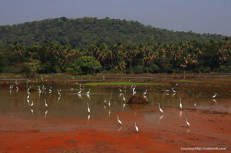 Nature: Pathway To Wellness - Scapes India Official Blog