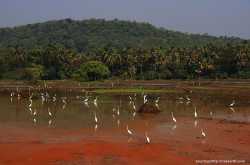 Nature: Pathway to Wellness - Scapes India Official Blog