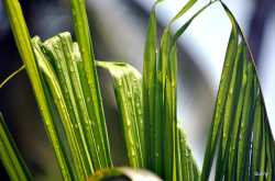 Nature and Rains ...