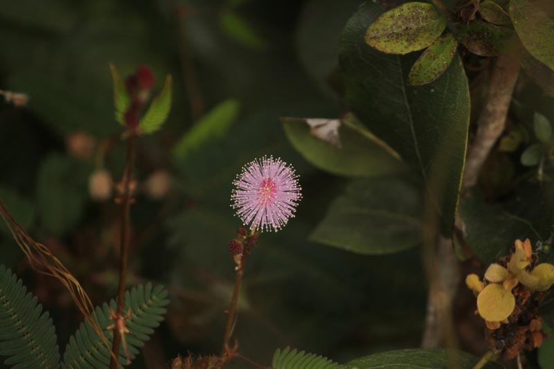 Nature At Turahalli Forest ⋆ HobbyCue