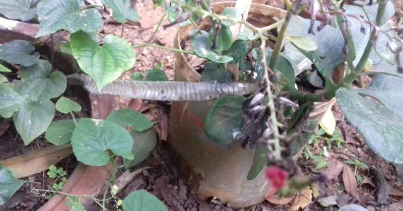 Nature Weaves Tales-5