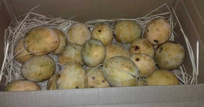 Nature Weaves Tales-6