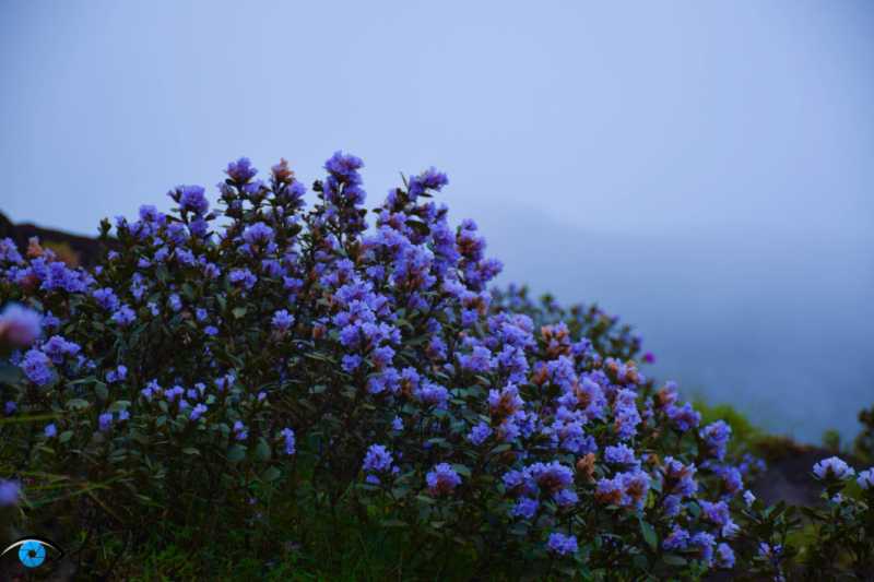 Neelakurinji - Once In 12 Years! - The Ghumakkads