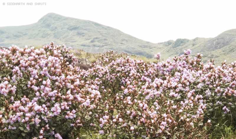 Neelakurinji Photo Diary: Expectations Vs Reality | Siddharth And Shruti