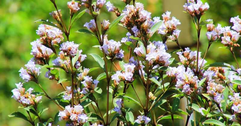 Neelakurinji Frames From Kodaikanal