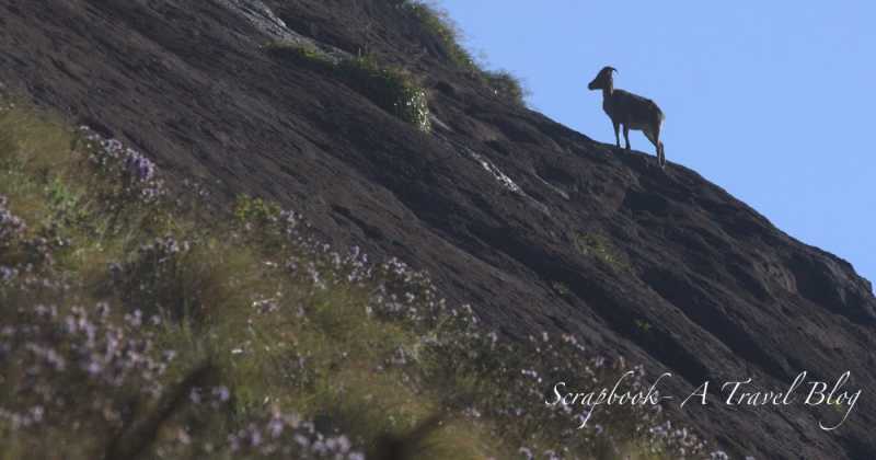Neelakurunji, Nilgiri Tahr And Eravikulam National Park