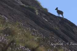Neelakurunji, Nilgiri Tahr and Eravikulam National Park