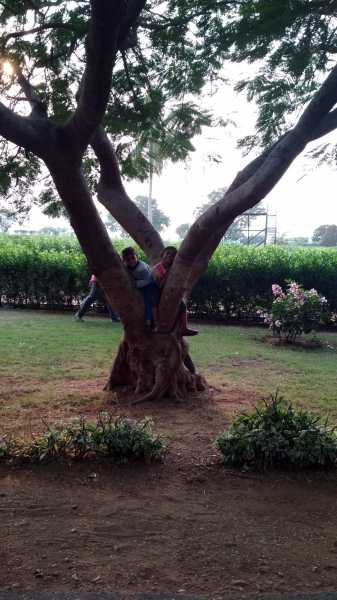 Neem Peepal Banyan Lyrics For Children - My Daughters And Me