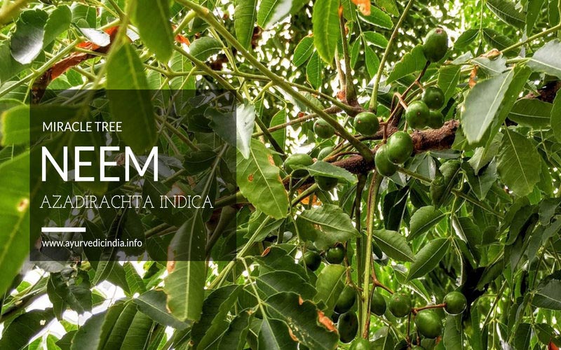 Neem Tree Information - Benefits Of Neem Leaves - Oil & Bark