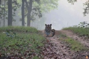 New Safari Season At Kanha - Tigerwalah