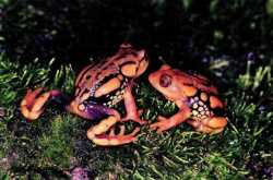 New Species of Frog within Eravikulam National Park