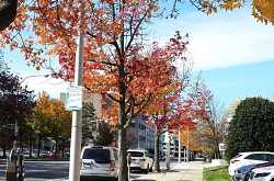 New York in November - a few snapshots and a food walk on the streets of New York 