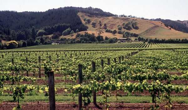 New Zealand : Through The Eyes Of A Workaholic.