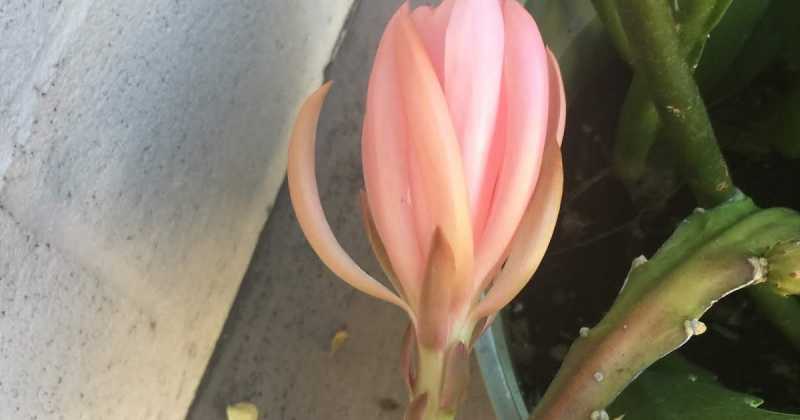 New Blooms This Spring - Cactus Orchid