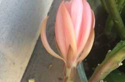 New blooms this spring - cactus Orchid