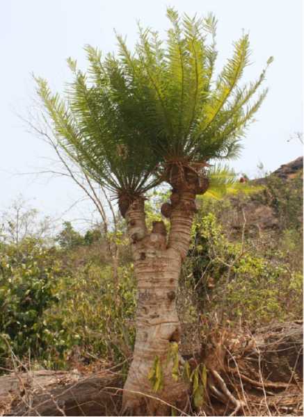 New Cycad Species Discovered From Odisha Gets Named After Nayagarh District