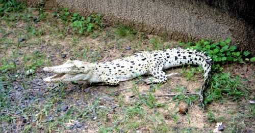 New Nesting Sites For Crocodiles In Gahirmatha Wildlife Sanctuary 
