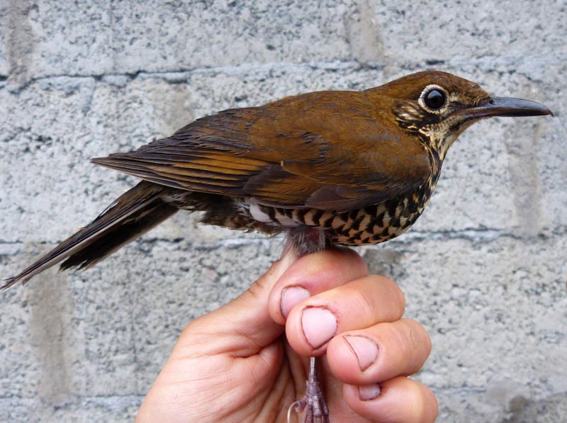New Species Of Bird Discovered In Arunachal Pradesh