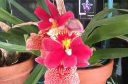 New to my garden this summer.