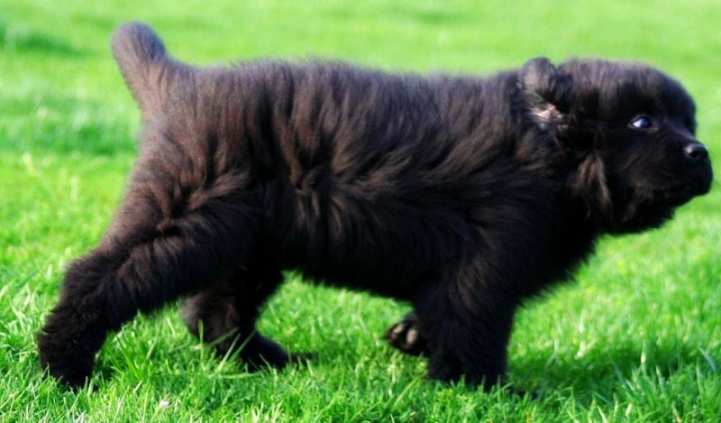 Newfoundland Puppy: All You Need To Know About This Pup