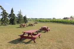 Niagara Falls ….. …